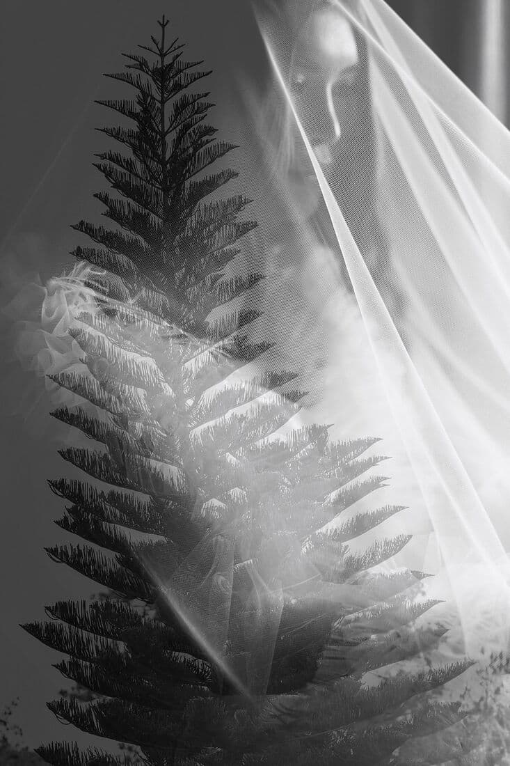 Black and white photograph of a veil against pine trees
