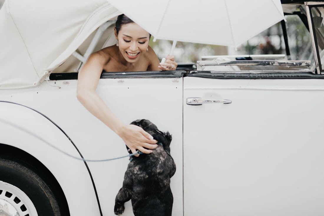 A bride leaning from a vintage car