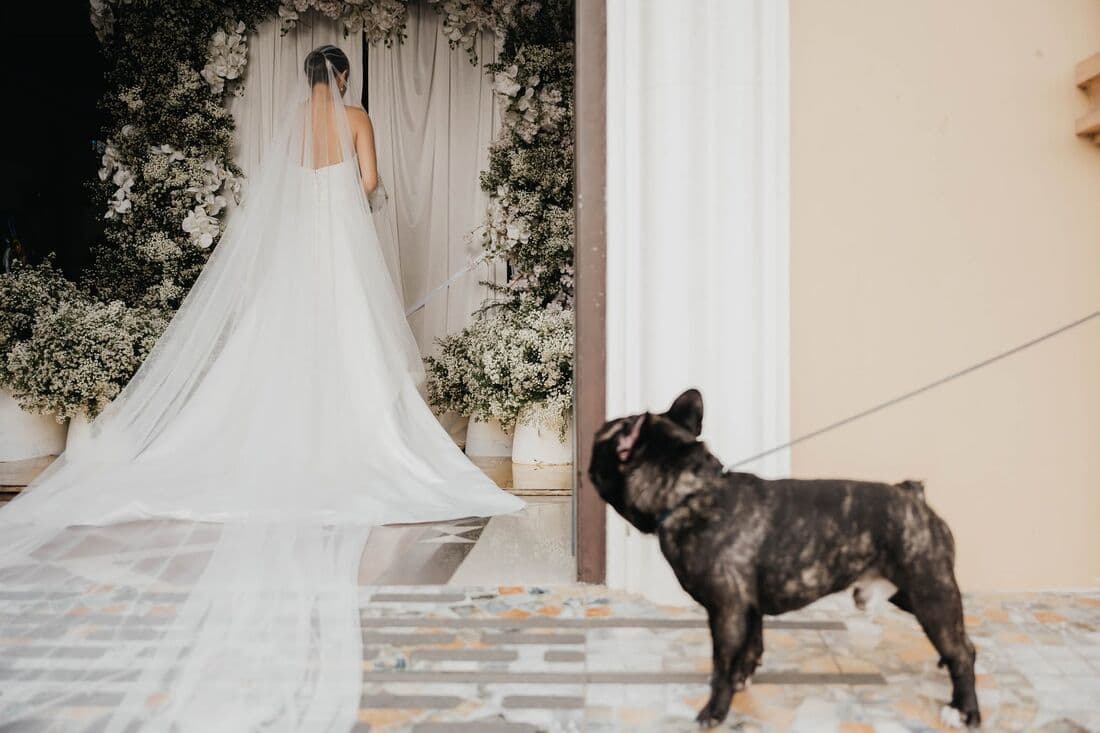 A bride on the steps with a french bulldog